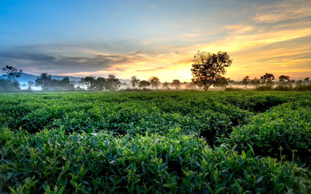 Darjeeling Tea